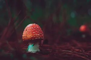 Red Mushroom Wallpaper