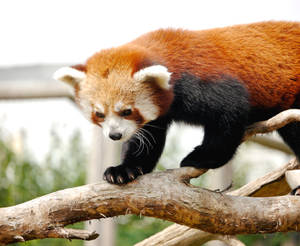 Red Panda Amazing Colour Pattern Wallpaper