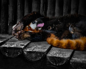 Red Panda Black Stomach Fur Wallpaper