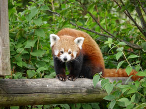 Red Panda On Log Wallpaper