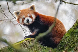 Red Panda Side Glance Wallpaper