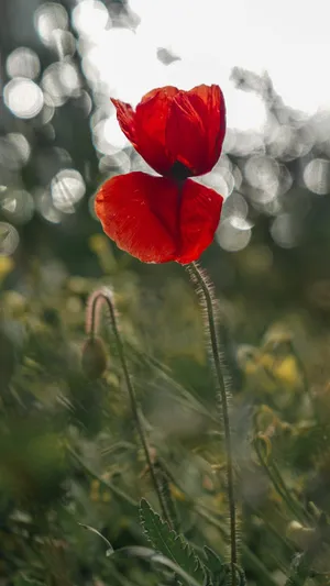 Red Poppy Flower Nature Android Hd Wallpaper