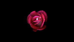 Red Rose Black Background4 K Wallpaper