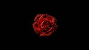 Red Rose Black Background4 K Wallpaper