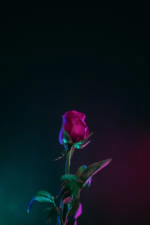 Red Rose Bud 4k Iphone 11 Wallpaper