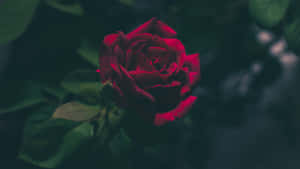 Red Rose Dark Background4 K Wallpaper