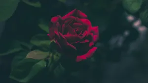 Red Rose Dark Background4 K Wallpaper