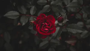 Red Rosebud Red Roses Laptop Wallpaper