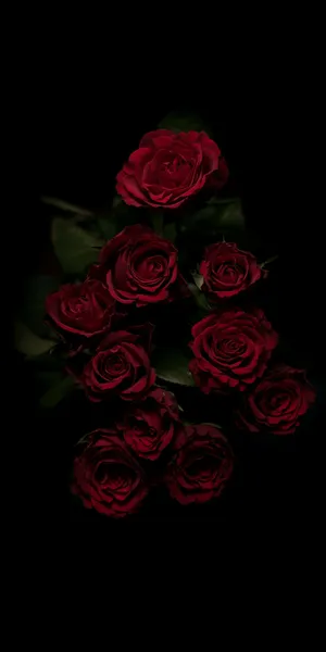 Red Roses Dark Hd Flowers Wallpaper