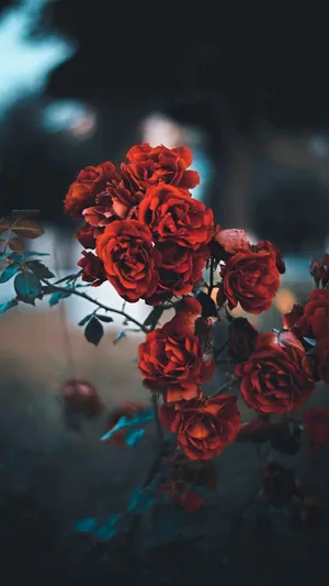 Red Roses In The Dark Wallpaper