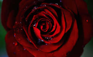 Red Roses Laptop With Beads Of Water Wallpaper