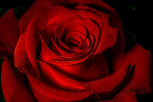 Red Roses Wallpaper On Laptop Screen Wallpaper