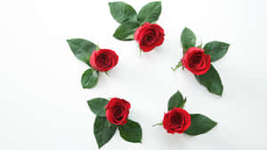 Red Roses White Background4 K Wallpaper
