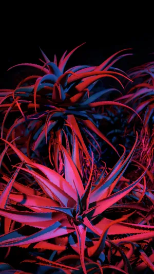 Red Succulent Iphone Black Background Wallpaper