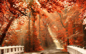 Red Trees On Bridge Fall Wallpaper