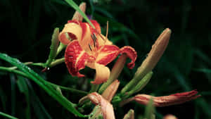 Red Yellow Lily Flower Wallpaper