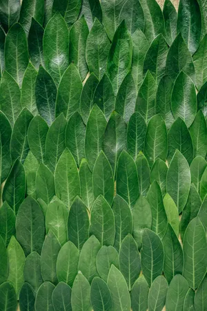 Redmi 4k Green Leaves Wallpaper