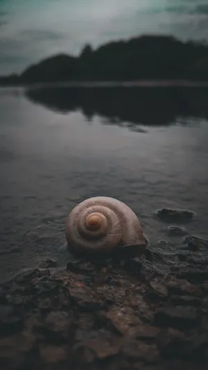 Redmi 4k Snail Wallpaper