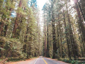Redwood National Park Avenue Of Giants Wallpaper