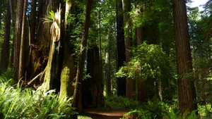 Redwood National Park Old-growth Forest Wallpaper