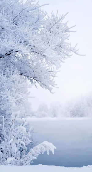 Refresh Your Wintery Day With A Snow Iphone. Wallpaper