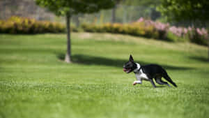 Refreshing Summer Fun With A Boston Terrier Wallpaper