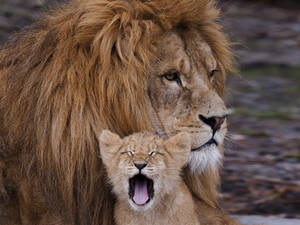 Regal And Ravenous - A Lion Cub Yawns Wallpaper