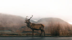 Reindeer In Nature Wallpaper