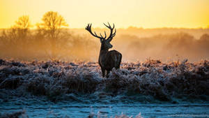 Reindeer Under The Sunset Wallpaper