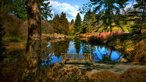 Relaxing Forest Bench Scenic Wallpaper