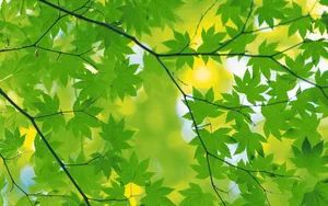 Renew And Refresh Your Life With Green Leaves Wallpaper