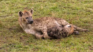 Resting Spotted Hyena.jpg Wallpaper
