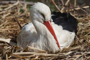 Resting White Stork Wallpaper