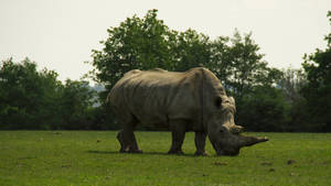 Rhinoceros Chewing Grasses Wallpaper