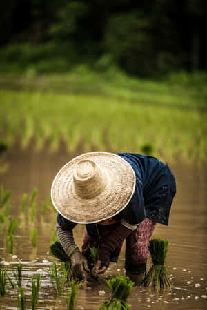 Rice_ Farmer_at_ Work.jpg Wallpaper