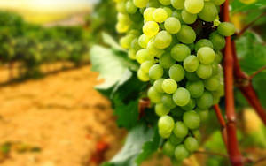 Ripe Dominga Green Grapes On Vine Wallpaper