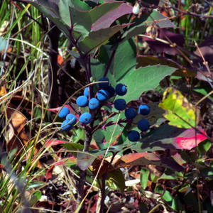 Ripe Huckleberry On Tree Wallpaper