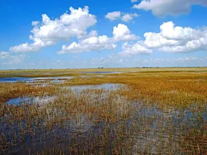 River Grass Everglades National Park Wallpaper