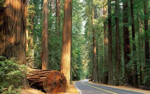 Road In Sequoia National Park Wallpaper