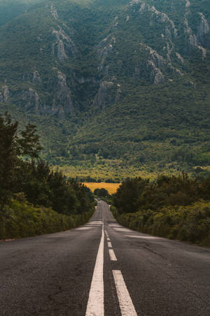 Road In The Forest Wallpaper