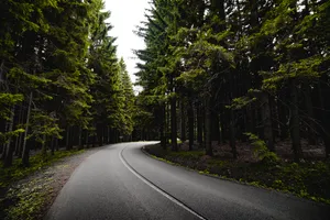 Road Surrounded By Dark Forest Iphone Wallpaper