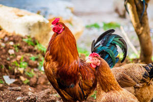 Rooster And Hen In Backyard Wallpaper