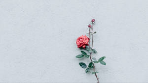 Rose Minimalist Flower Computer Wallpaper