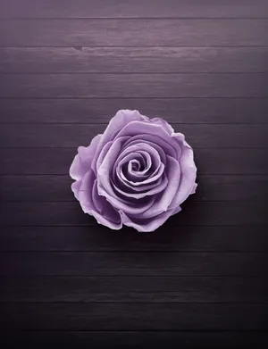 Rose On Wood Neon Purple Iphone Wallpaper