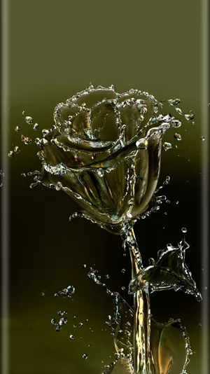 Rose Water Flower Mobile Wallpaper