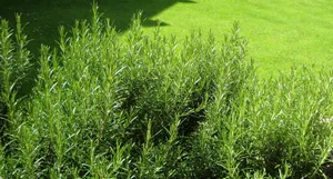 Rosemary Bush On Grass Field Wallpaper
