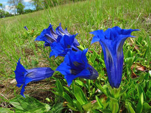 Royal Blue Pansies On The Grass Wallpaper