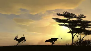 Running Leopard And Deer Animals During Sunset Wallpaper