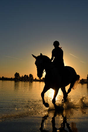 Running Silhouette Horse Iphone Wallpaper