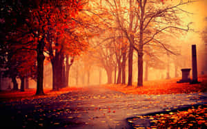 Rustic Orange Autumn Season Park Wallpaper